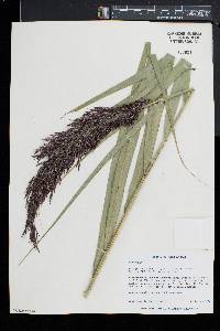 Phragmites australis image