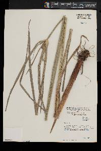 Cyperus prolixus image