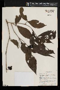 Aulacocalyx caudata image
