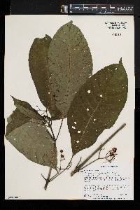 Psychotria leptophylla image