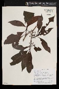 Psychotria latistipula image