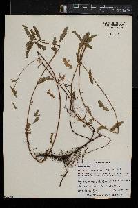 Phyllanthus boehmii image