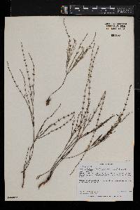 Manostachya staelioides image