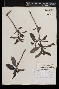 Psychotria spithamea image