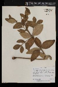 Fadogiella stigmatoloba image