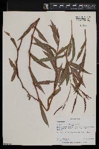 Polygonum salicifolium image
