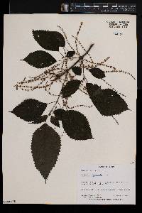 Boehmeria macrophylla image