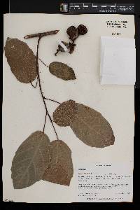Ficus capensis image