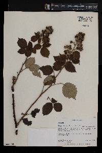 Rubus apetalus image
