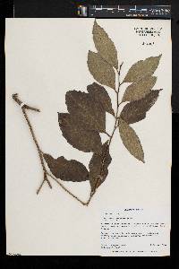 Drypetes gerrardii image
