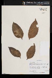 Drypetes gerrardii image