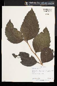 Drypetes gerrardii image