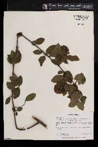 Rutidea fuscescens subsp. fuscescens image