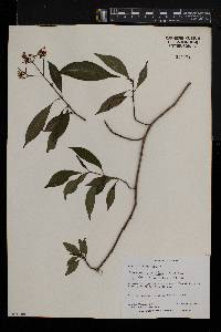 Chassalia parvifolia image