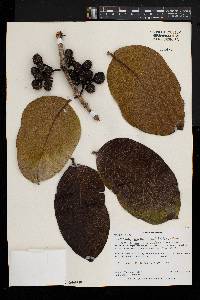 Multidentia crassa image