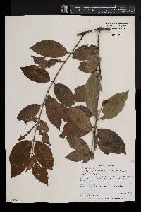 Tricalysia acocantheroides image