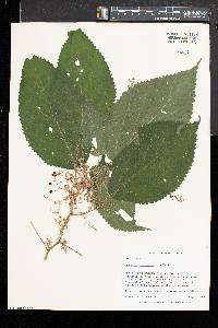 Laportea canadensis image