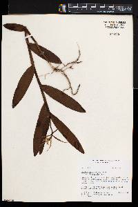 Epidendrum nocturnum image