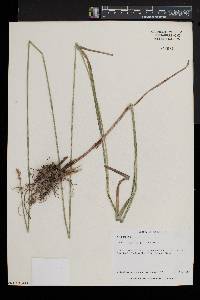 Carex normalis image