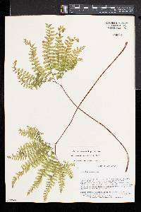 Adiantum aleuticum image