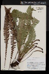 Blechnum spicant image