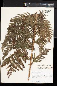 Woodwardia fimbriata image