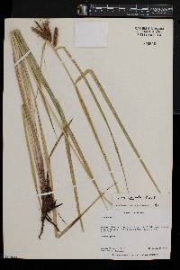 Carex cognata image