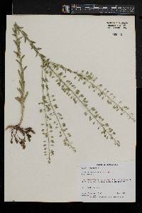 Lepidium campestre image