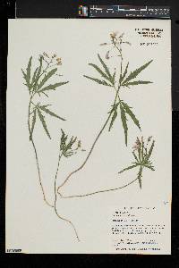 Glyceria canadensis image