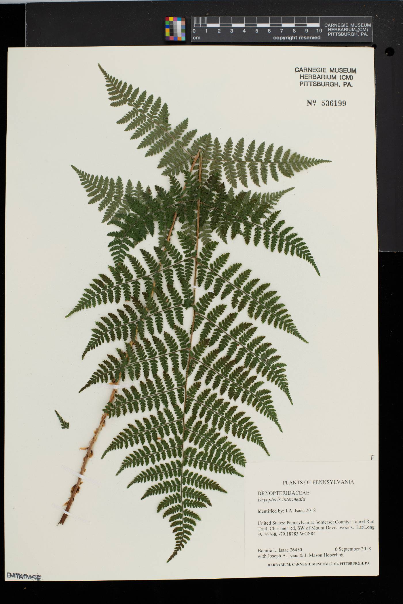 Limnocharis laforestii image