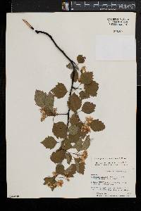 Crataegus pruinosa image