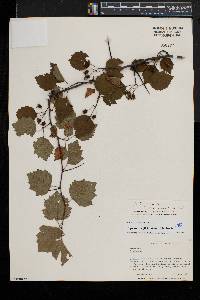 Crataegus pruinosa image