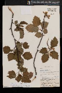 Crataegus coccinea image