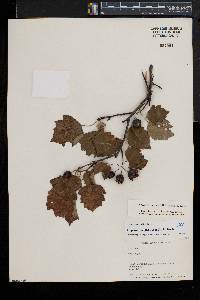 Crataegus pruinosa image