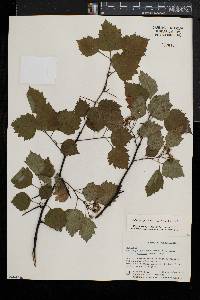 Crataegus pruinosa image