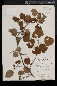 Crataegus pruinosa image