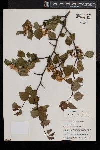 Crataegus pruinosa image