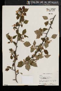 Crataegus macrosperma var. roanensis image