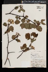 Crataegus iracunda image