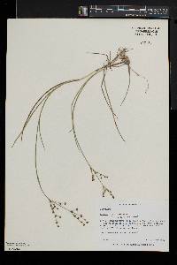 Juncus brachycephalus image