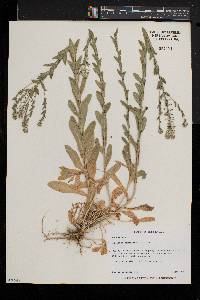 Lepidium campestre image