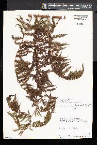 Cyathea microdonta image