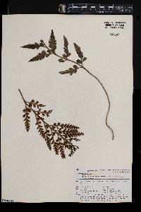 Asplenium appendiculatum image