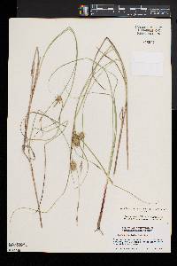 Carex bullata image