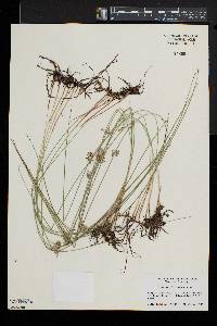 Juncus filiformis image