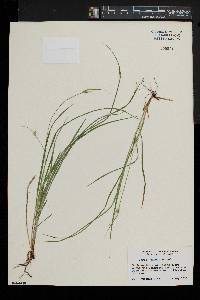 Carex jamesii image