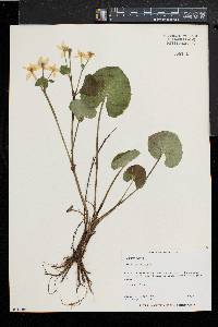 Caltha palustris image