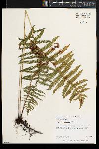 Thelypteris palustris var. pubescens image