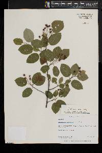 Amelanchier laevis image