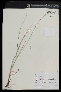 Carex seorsa image